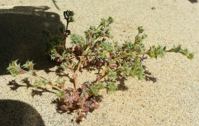 Orcutt's spineflower